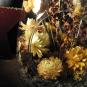 Globe en verre et bouchon de liège, composé de fleurs séchées dans les tons safrans.